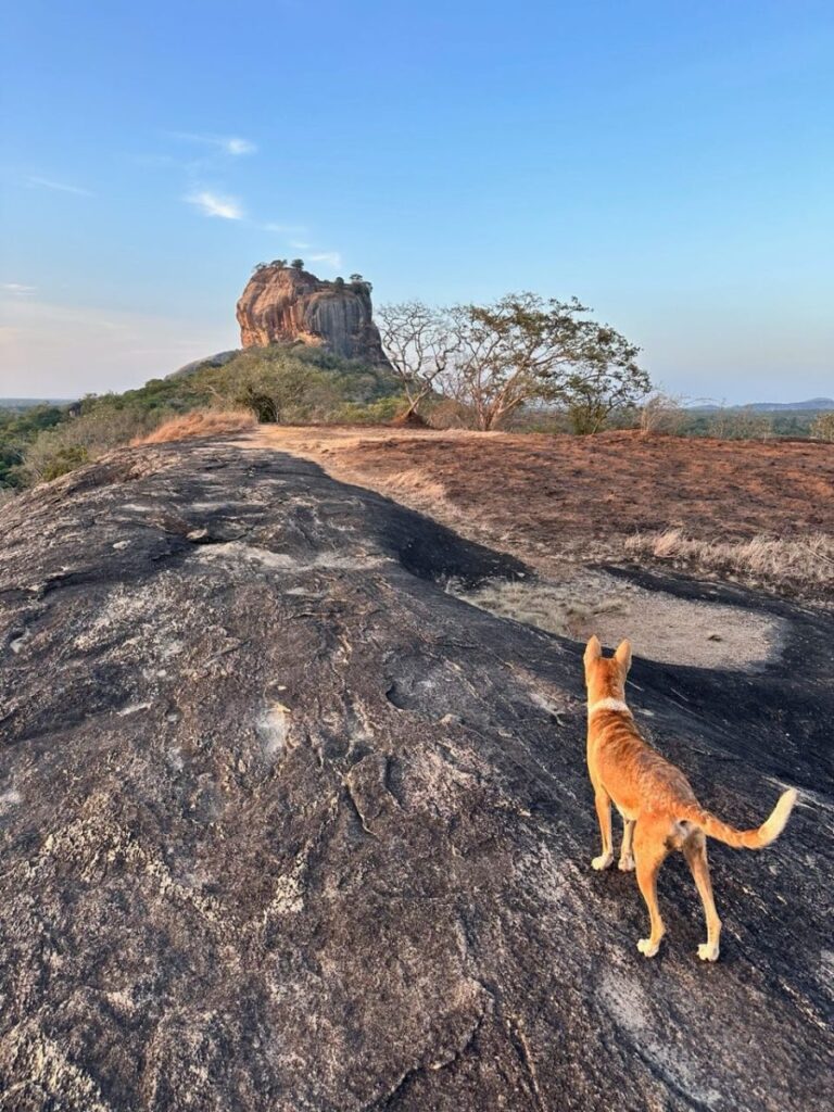 Treehouses, Frogs, & Elephants, Oh My!, Sigiriya, Sri Lanka (photo 6)
