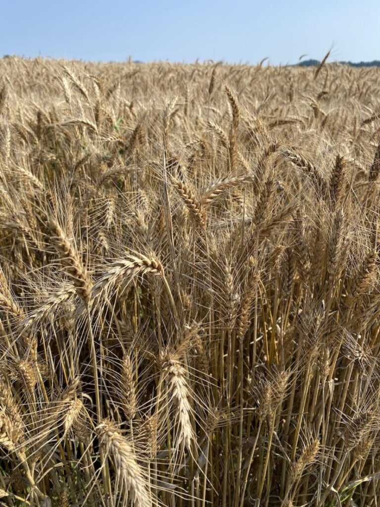 Day 6 Via Francigena (photo 32)