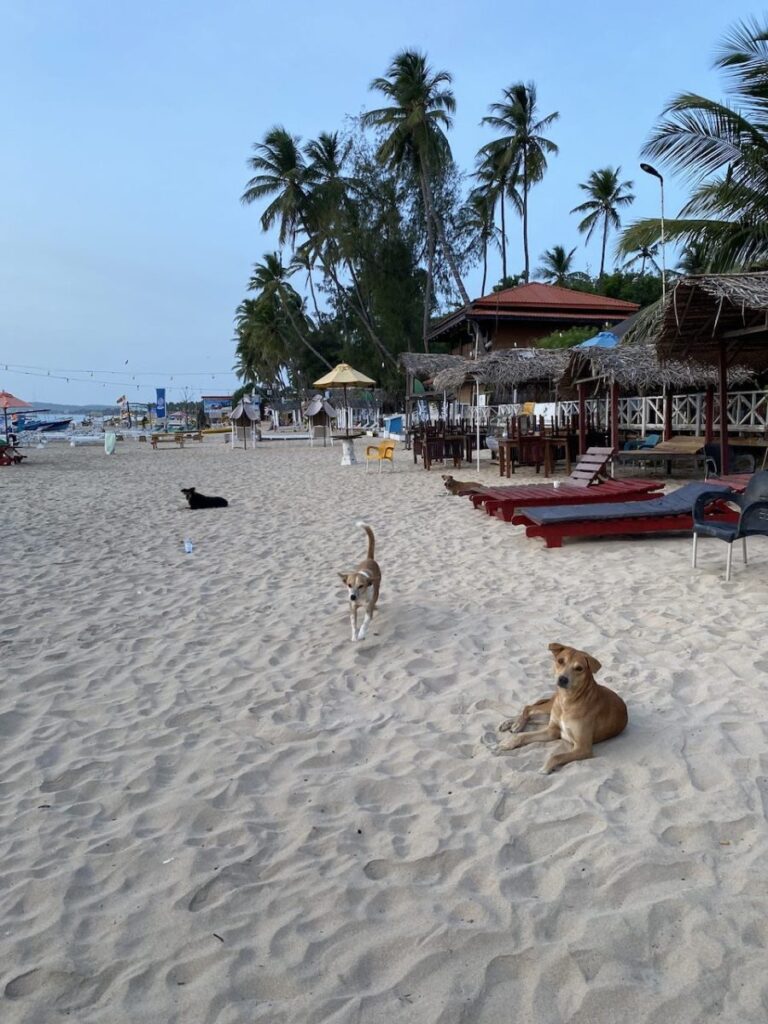 Swimming with SHARKS!, Trincomalee, Sri Lanka (photo 4)