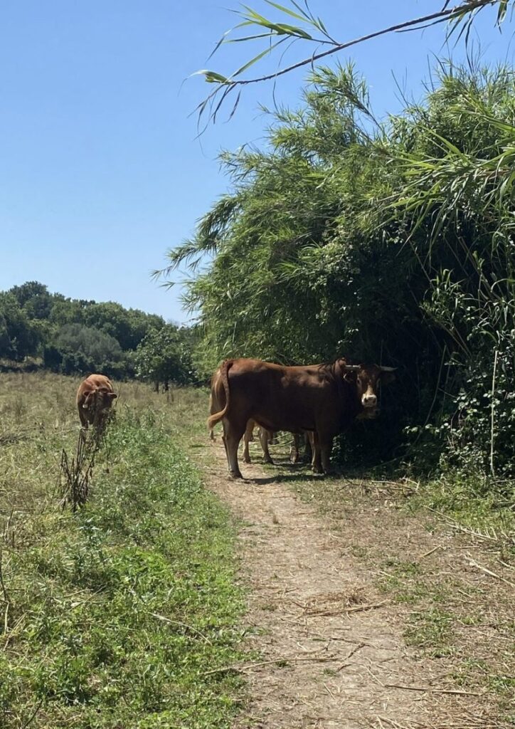 Day 12 Via Francigena (photo 15)