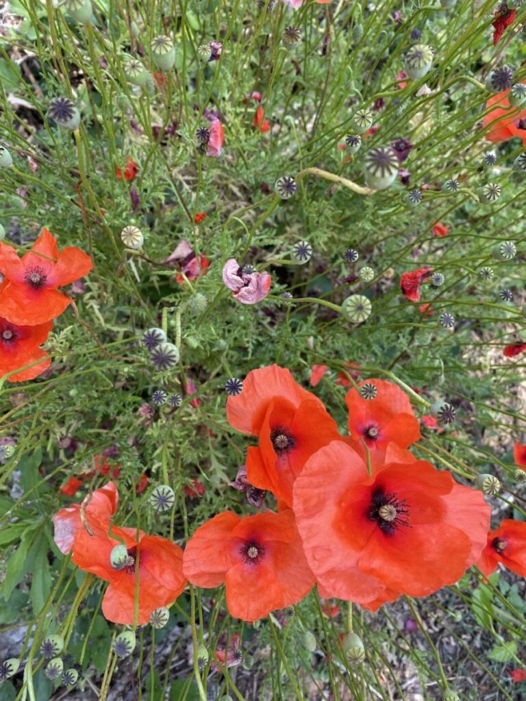 Day 6 Via Francigena (photo 28)
