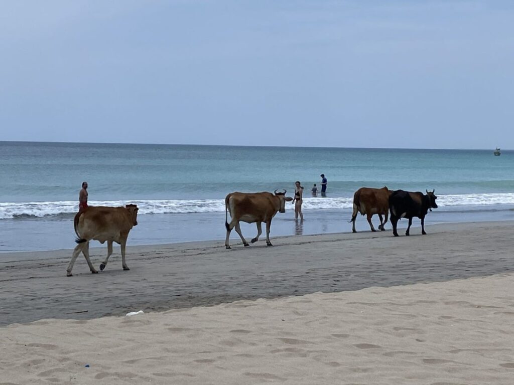 Swimming with SHARKS!, Trincomalee, Sri Lanka (photo 20)