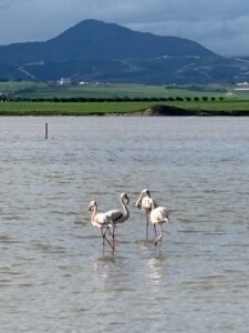 Dinner Date and Flamingos