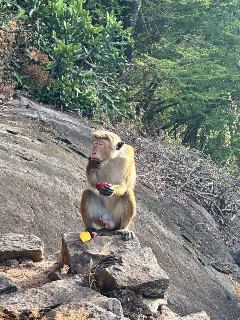 Treehouses, Frogs, & Elephants, Oh My!, Sigiriya, Sri Lanka (photo 24)