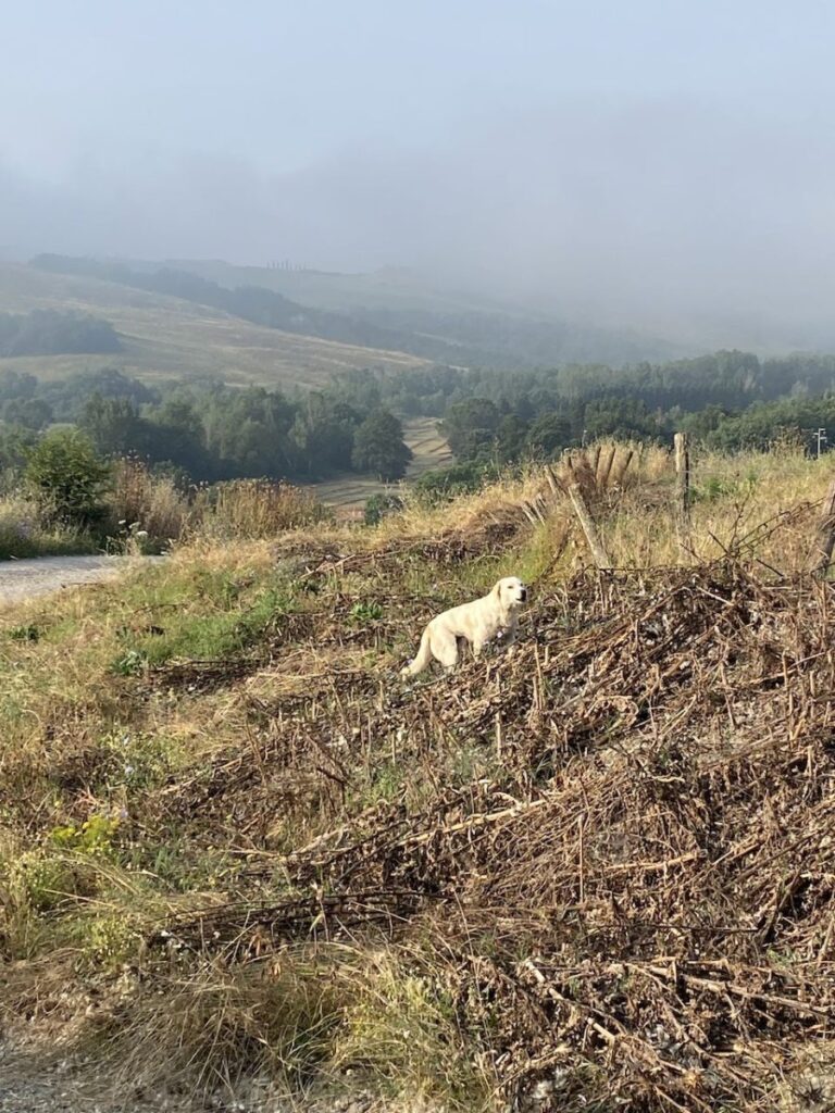 Day 5 Via Francigena (photo 34)