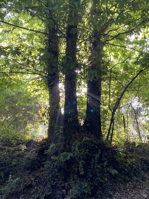 Day 12 Via Francigena (photo 7)