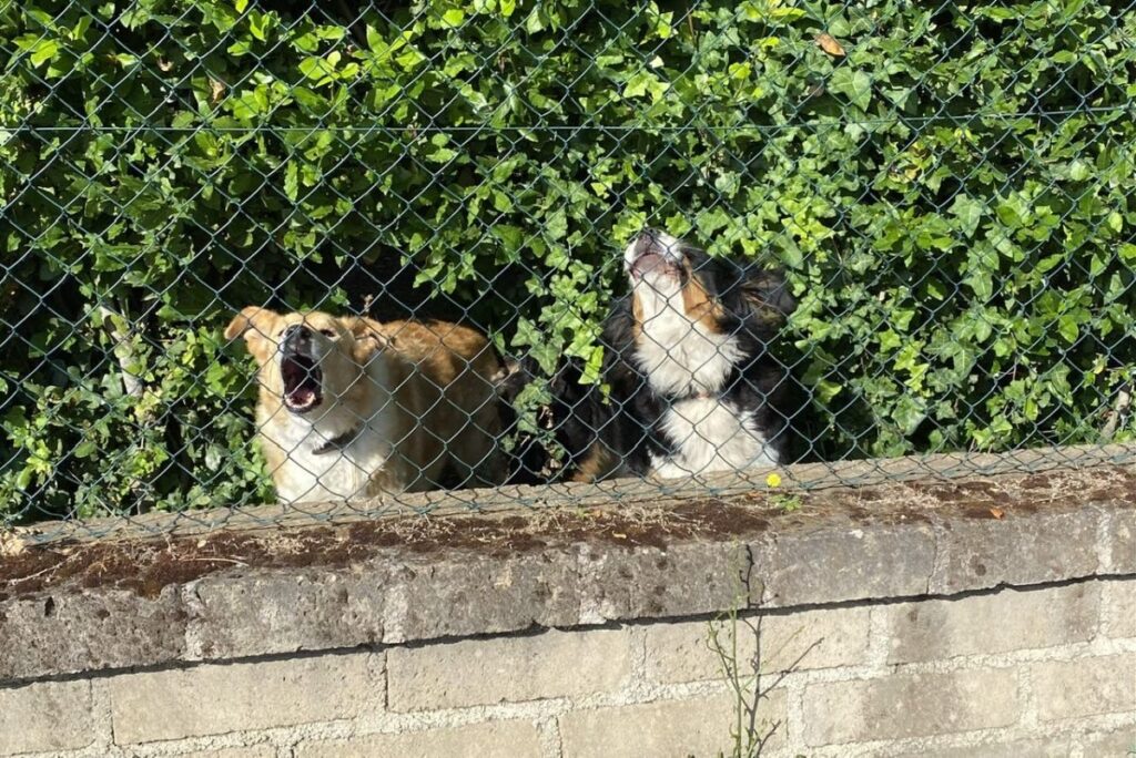 Day 12 Via Francigena (photo 5)