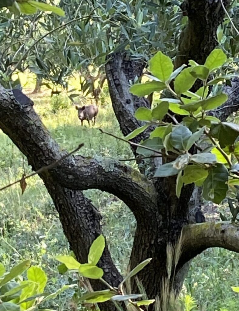 Day 12 Via Francigena (photo 18)