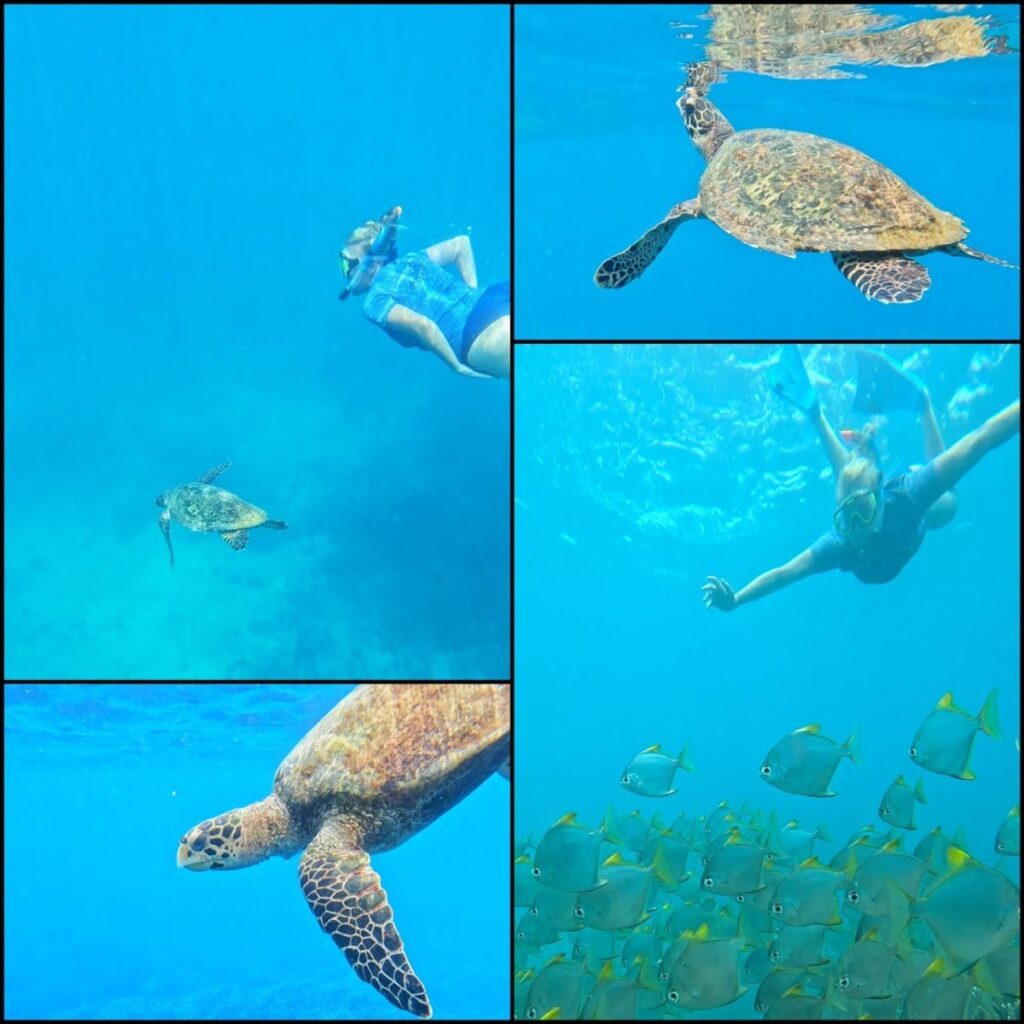 Swimming with SHARKS!, Trincomalee, Sri Lanka (photo 15)