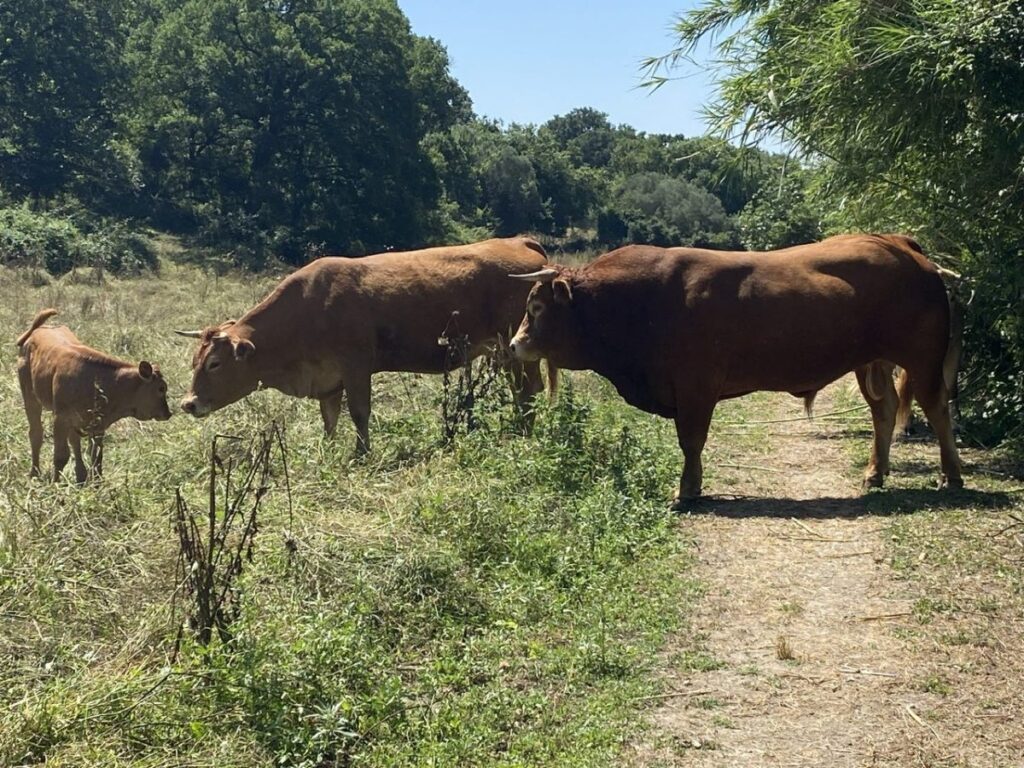 Day 12 Via Francigena (photo 14)
