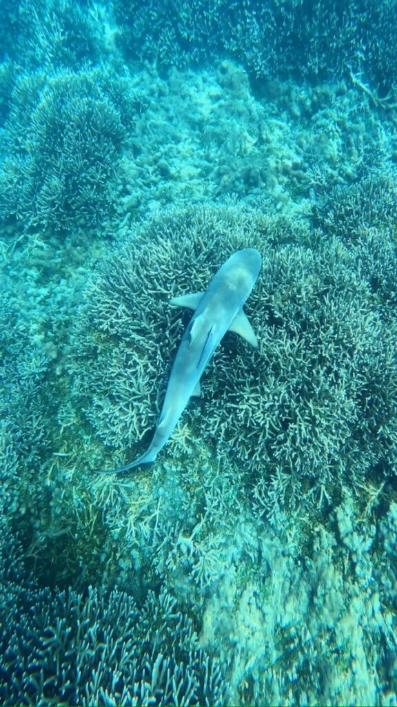Swimming with SHARKS!, Trincomalee, Sri Lanka (photo 13)