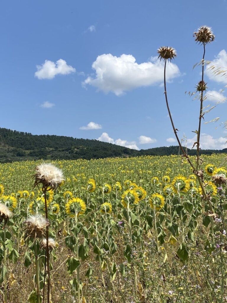 Day 6 Via Francigena (photo 29)