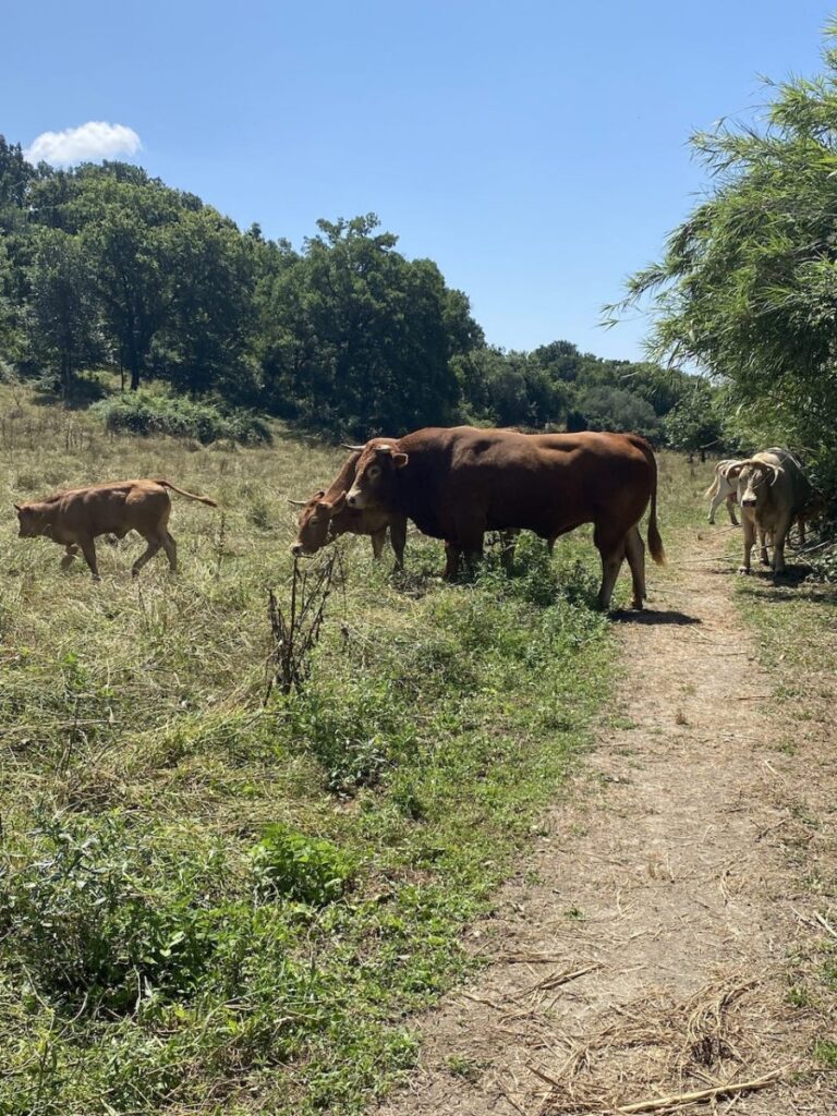 Day 12 Via Francigena (photo 13)