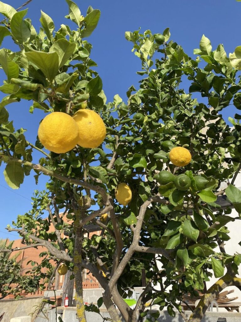 Picture it Sicily…2023, Trapani, Sicily (photo 5)