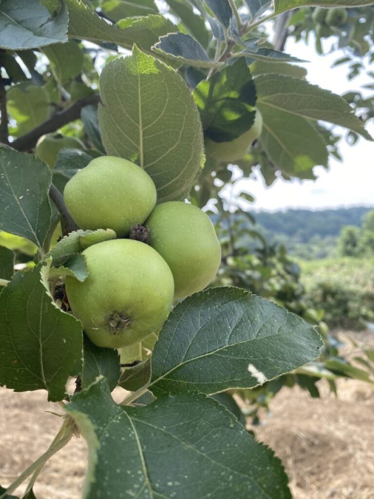 Day 7 Via Francigena (photo 3)