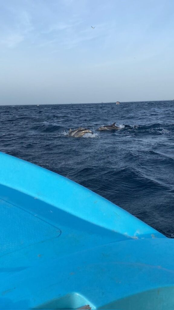Swimming with SHARKS!, Trincomalee, Sri Lanka (photo 8)