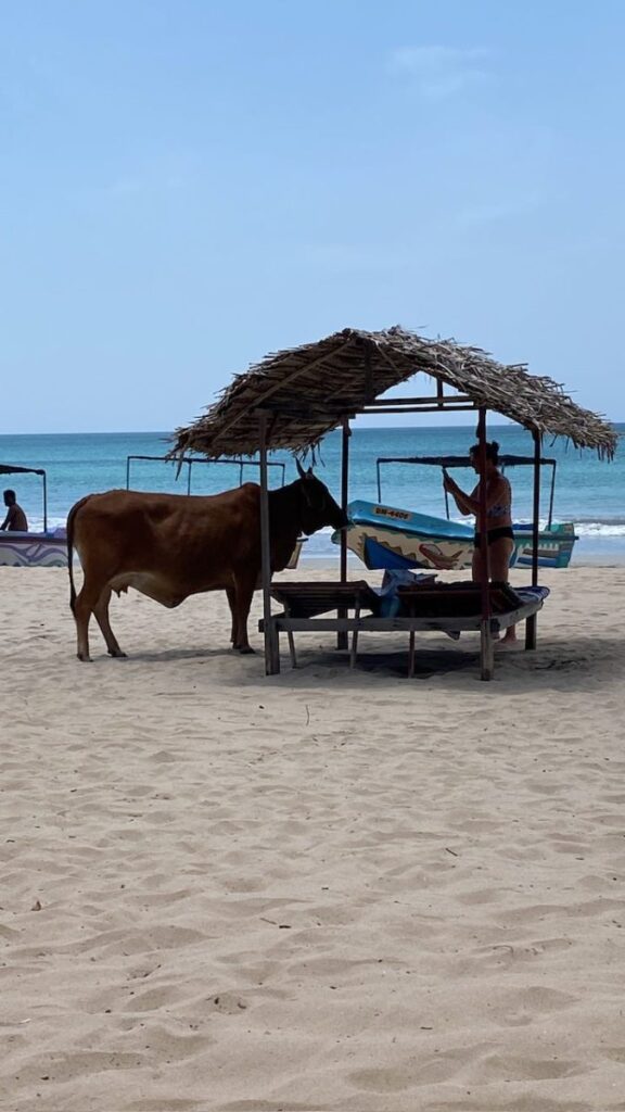 Swimming with SHARKS!, Trincomalee, Sri Lanka (photo 21)