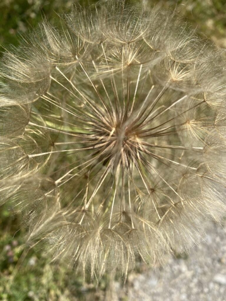 Day 4 Via Francigena (photo 8)