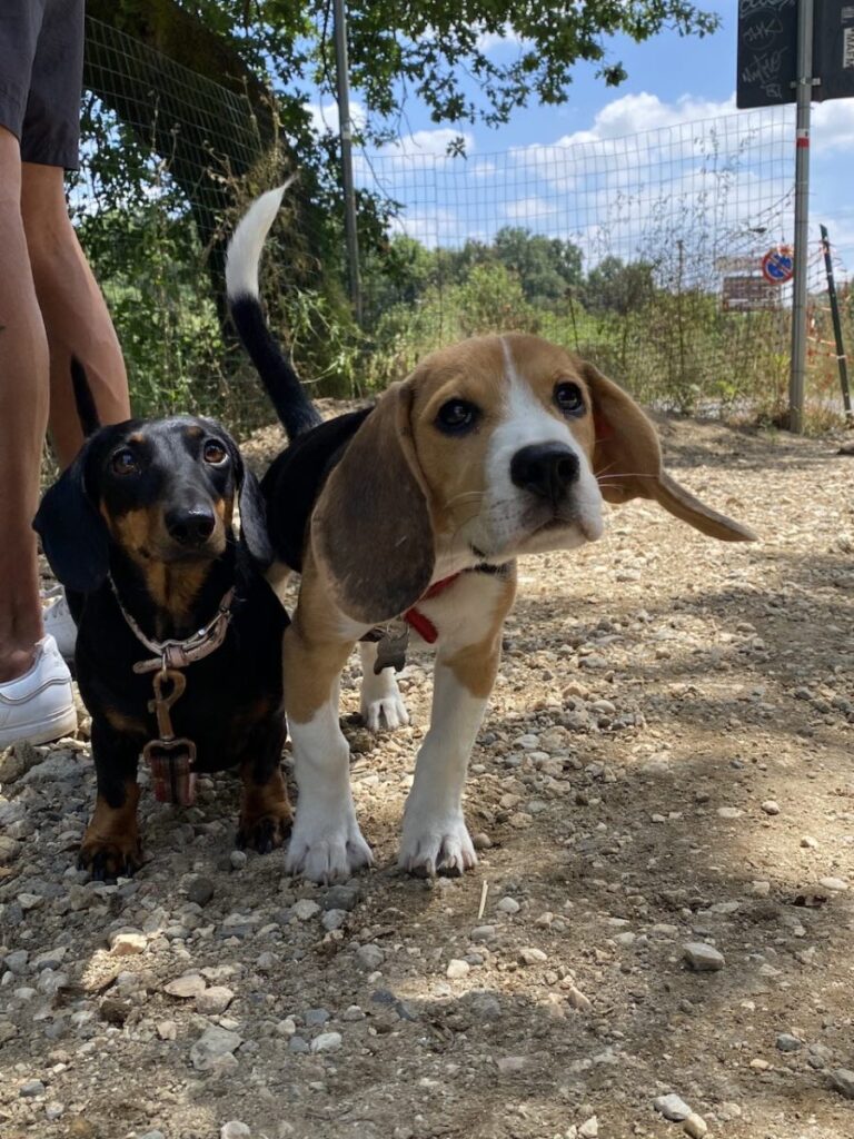 Day 11 Via Francigena (photo 5)