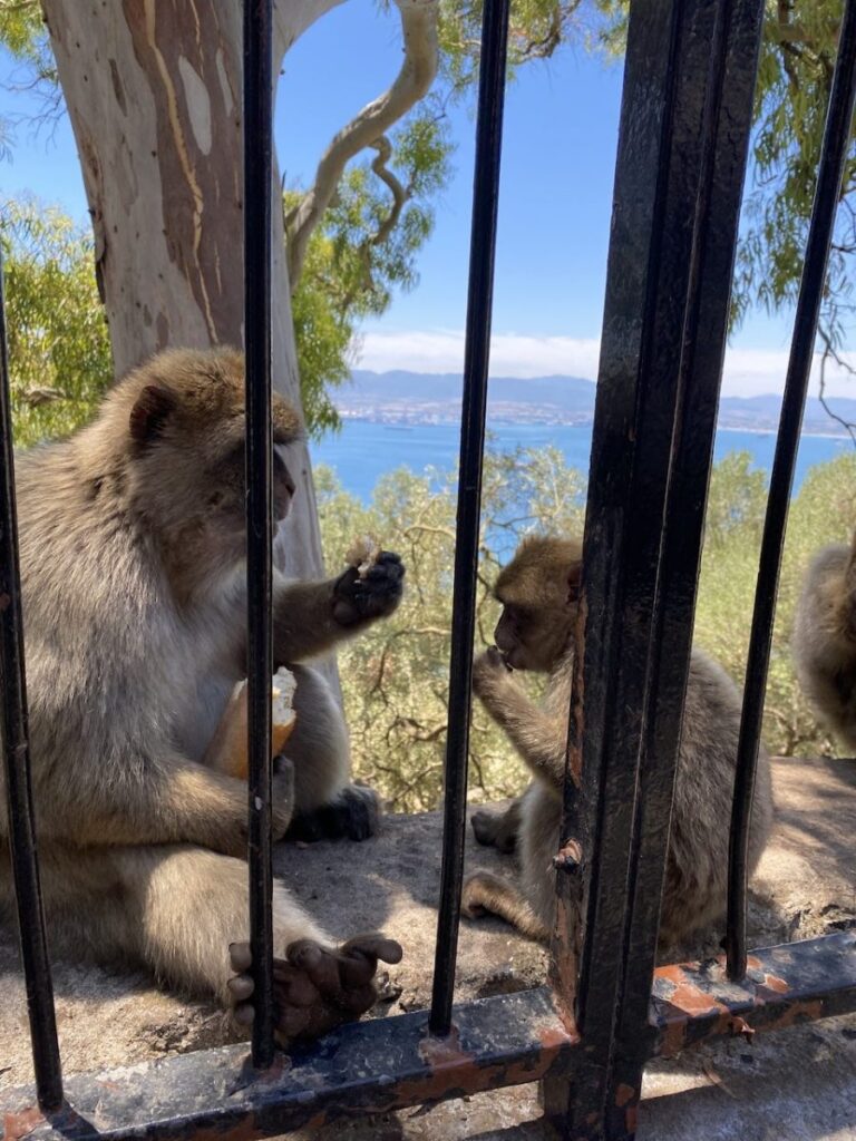 The Rock, Gibraltar (photo 22)