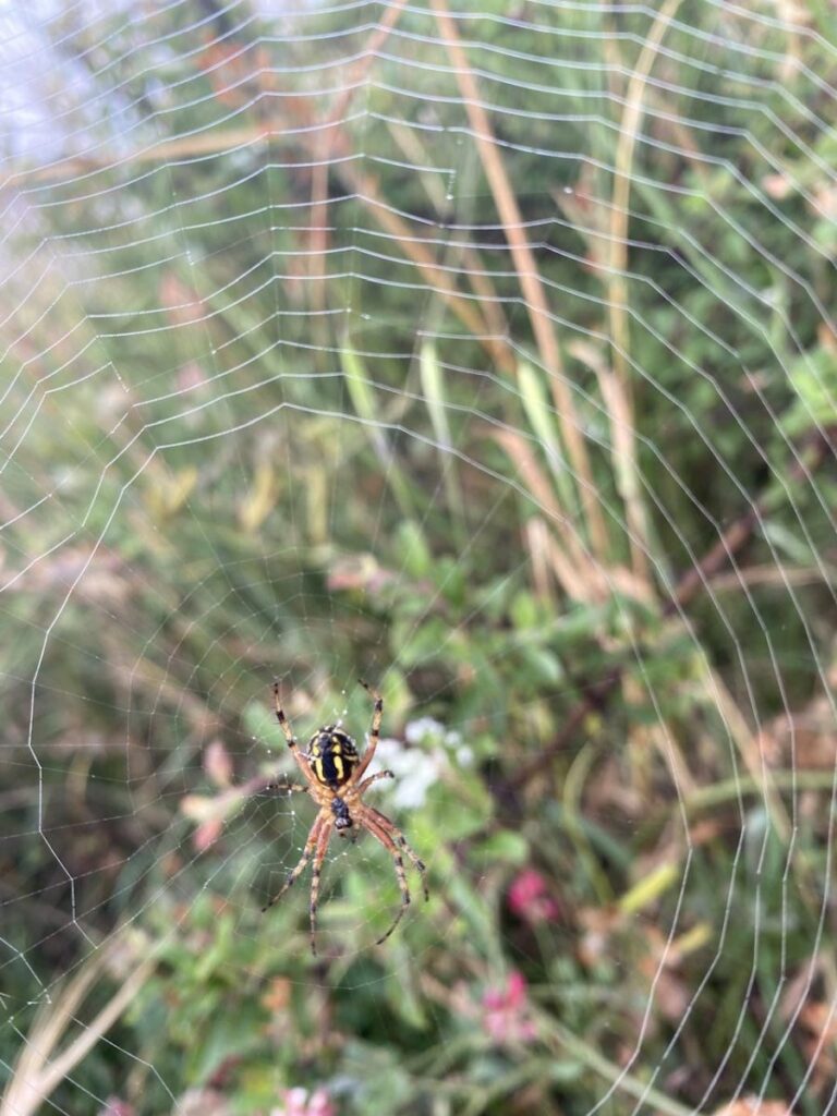 Day 5 Via Francigena (photo 32)
