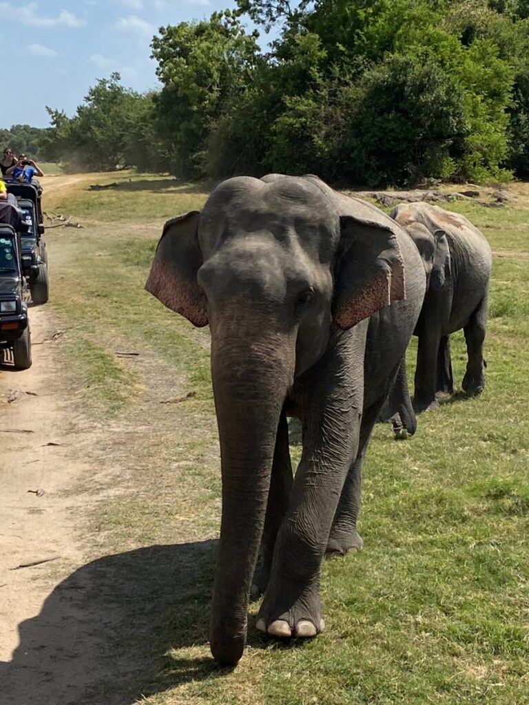 Treehouses, Frogs, & Elephants, Oh My!, Sigiriya, Sri Lanka (photo 16)