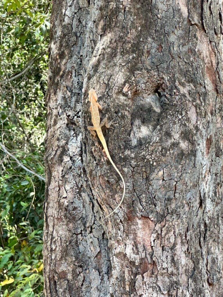 Treehouses, Frogs, & Elephants, Oh My!, Sigiriya, Sri Lanka (photo 4)