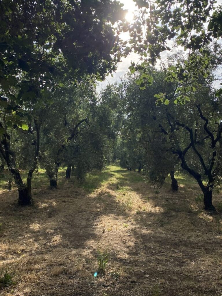 Day 8 Via Francigena (photo 44)